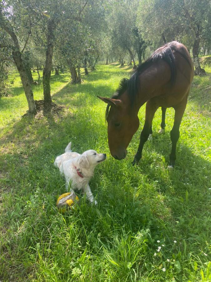 Ferienhaus Sotto Il Cielo Di Toscana In Tenuta Only Adults No Pet